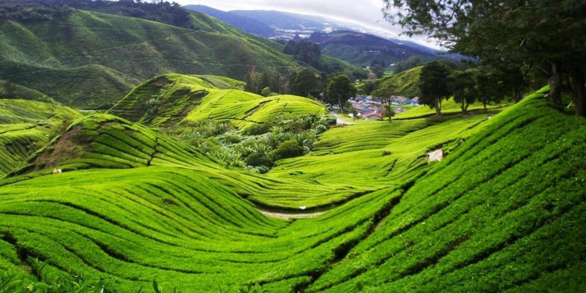 Orchid Haven Hostel Cameron Highlands Exterior photo